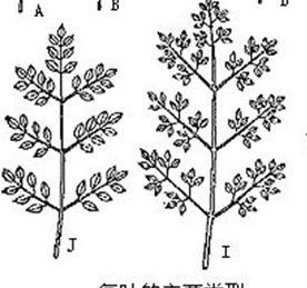 哪个是二回羽状复叶和三回羽状复叶