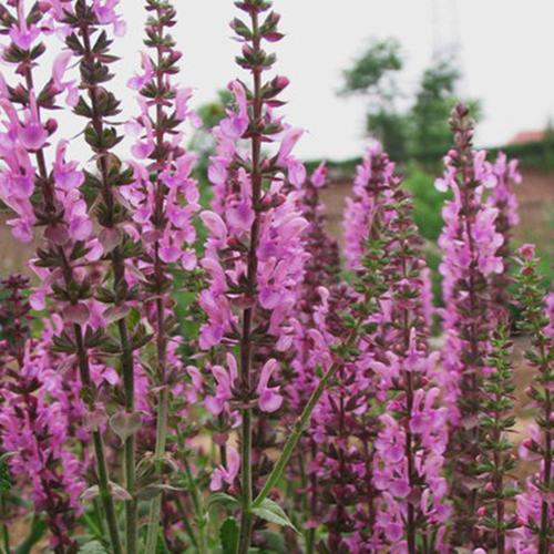 鼠尾草种籽蓝花草籽多年生花海草种子粉色鼠尾草蓝丝绒室外花种