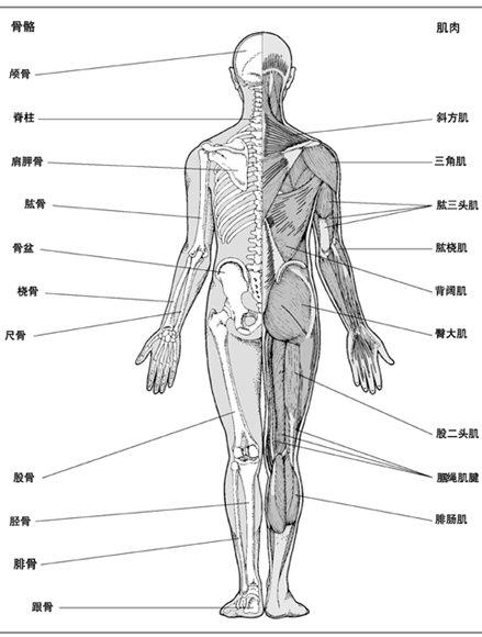 骨骼肌肉关节手抄报手抄报版面设计图
