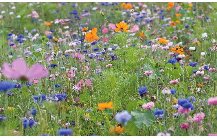 矢车菊种子蓝宝石混色花海植物野花组合种子花卉草花种子花种籽子