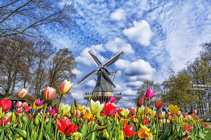 荷兰风车和五颜六色的郁金香在春季花园的花基肯霍夫荷兰荷兰