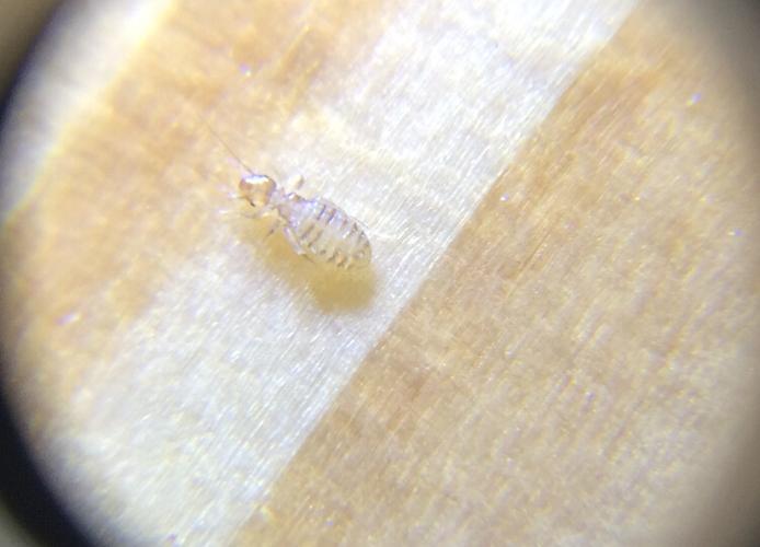 很小很小,我用放大镜拍的,地板,桌上,床上都有,请问是什么虫子如何