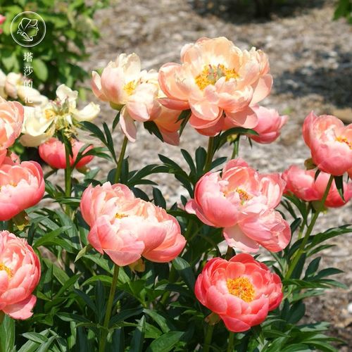 塔莎的花园_塔莎的花园 芍药种球荷兰进口球根 现货优惠券