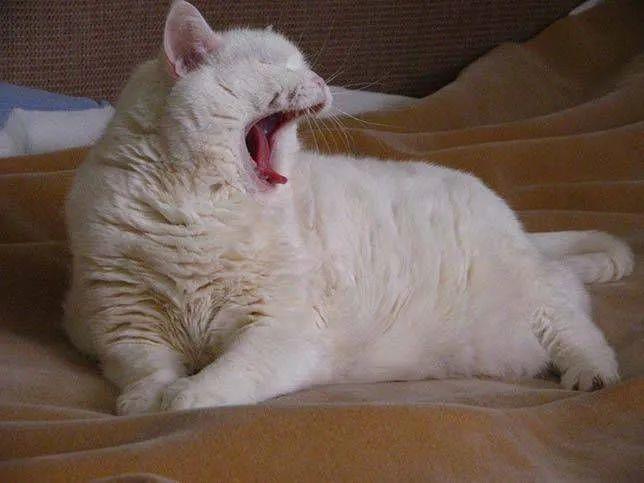 猫咪打哈欠能有多萌?一组图告诉你
