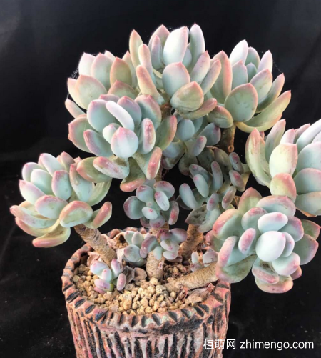 多肉灰姑娘老桩状态图片