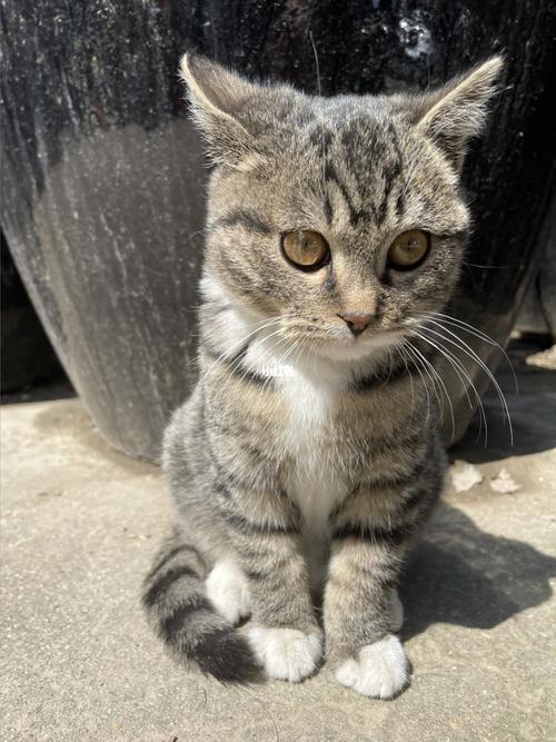 小土猫也可以很可爱!_狸花猫_宠物_我家宠物好可爱_宠物_猫