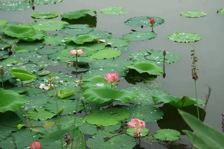 接天莲叶无穷碧 雨中荷花别样美_池塘