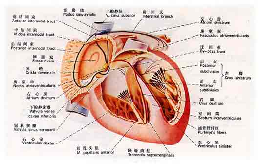 心脏图谱_心血管系统