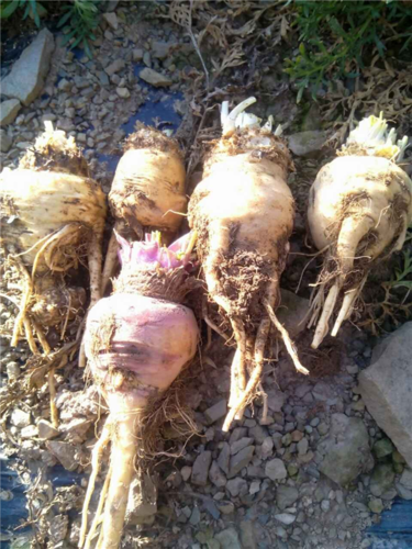 云南新鲜玛卡怎么卖