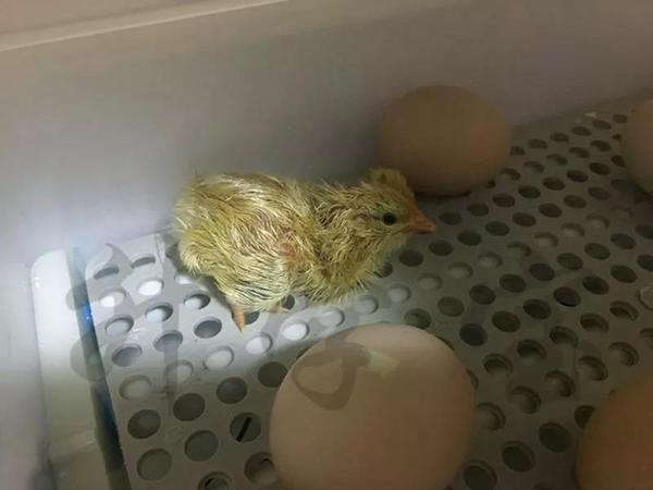 杭州中小学生命教育课堂流行"孵小鸡",养小鸡愁坏不少