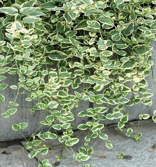 花叶蔓常春藤 花叶霹雳吊兰 花叶吊兰盆栽 净化空气 消除甲醛和苯