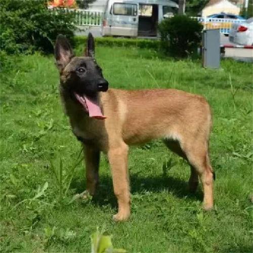 出售爆红马犬活体幼犬大型猛犬黄马红马黑马宠物犬狗