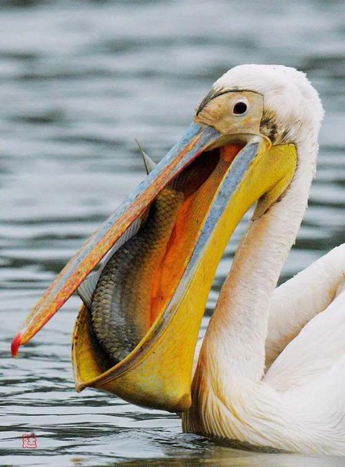 来回忆一下去年来访的稀客白鹈鹕