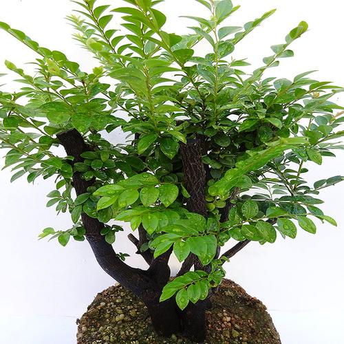 小叶紫檀盆景树桩 吸甲醛室内客厅植物树苗四季常青花卉盆栽绿植