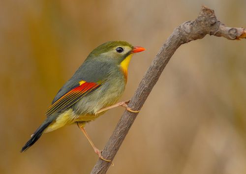 【鸟类贴图】红嘴相思鸟