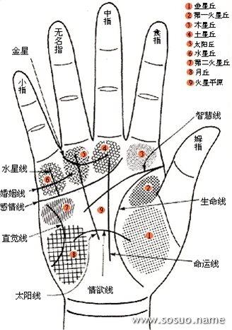 主要掌纹