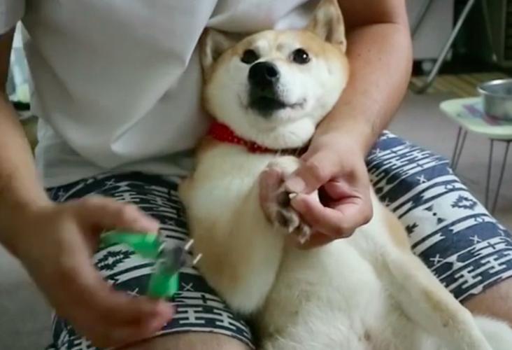 主人给柴犬剪指甲,它满脸都是戏,甚至急得学会了猫叫!  显示全部