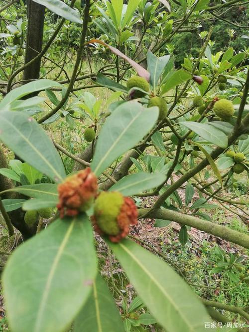 梅农应该及时筛选开花杨梅