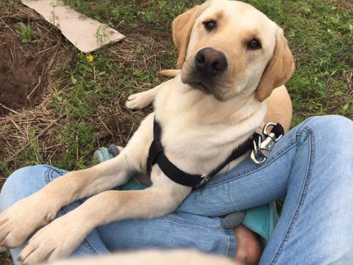 养拉布拉多需要准备什么新手养拉布拉多需要准备什么