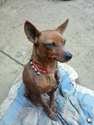 谁知道这狗是什么品种,没有尾巴