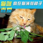 猫薄荷瓶装60g 约10万粒 种植猫咪零食高纯度猫薄荷种子猫草种子