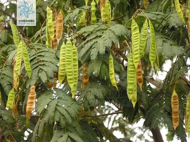 zz的小花园丨不见合欢花,空倚相思树
