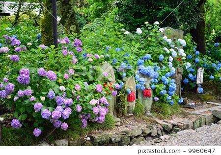 temple home photo plant/flower/flora hydrangea jizo and jeju at