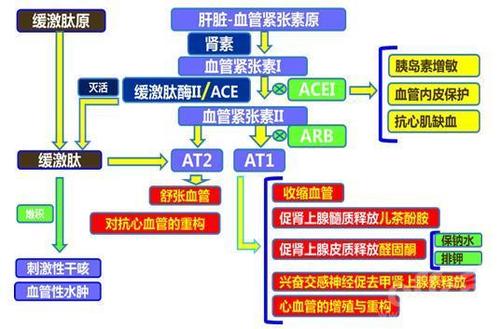 acei:普利类;arb:沙坦类;at1:血管紧张素Ⅱ 1型受体