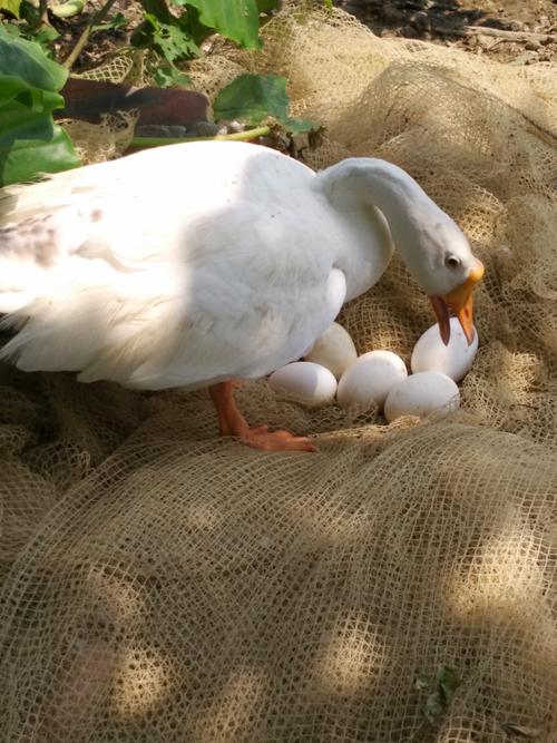 鹅下蛋啦堂嫂子叫我拿回家吃