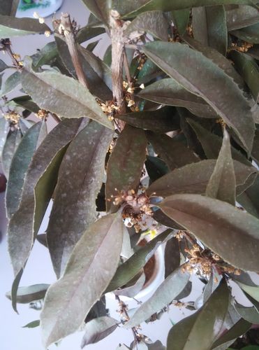 桂花叶子整株变暗黄褐色,干枯脱落.