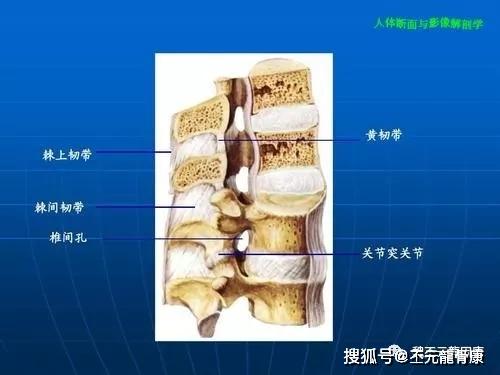【丕元说健康】正确认识人体的脊柱_韧带