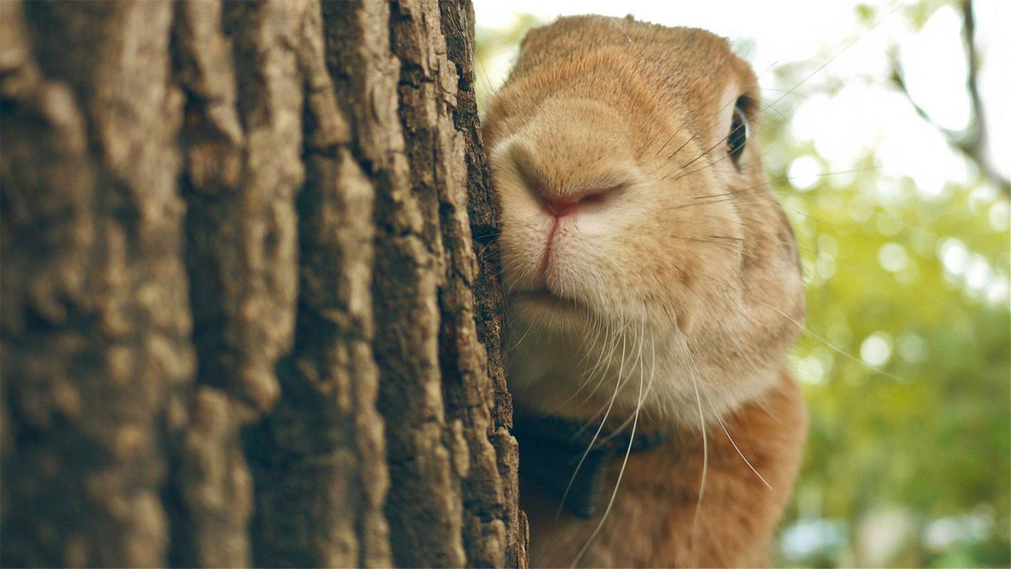 可爱小兔子高清电脑桌面壁纸下载2