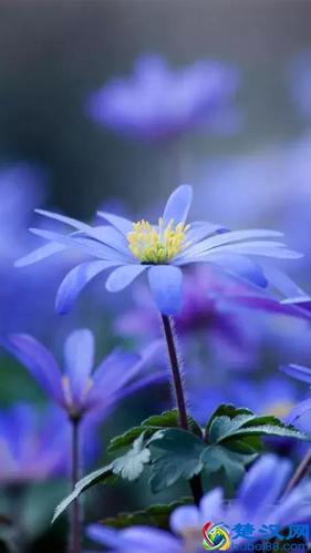 今天7月5日,最美花,送给我最在乎的朋友!