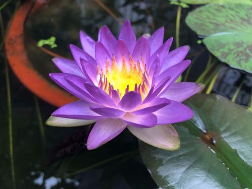 睡莲界的仙女紫一号花朵又仙又美种植容易阳台也能养