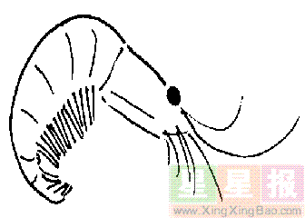虾的简笔画