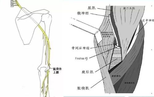 始点:肩胛骨外侧缘上2/3 止点:肱骨大结节 作用:外展上臂并外旋 神经