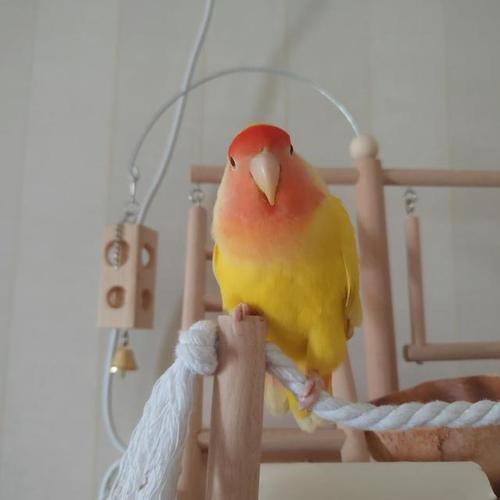 黄桃鹦鹉几个月算成年?黄桃鹦鹉能活多长时间?