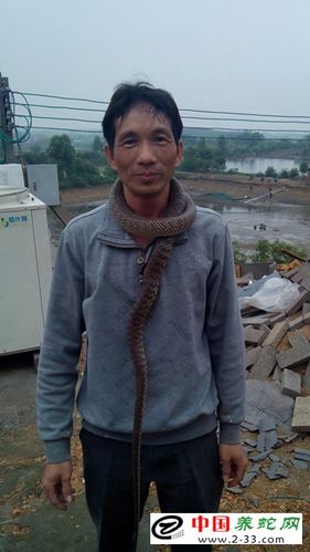 大叔靠养蛇致富,建起100多平米的蛇屋-养蛇人故事-养蛇技术-中国养蛇