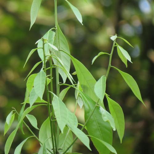 走店野生甜茶叶 自制甜茶 清热解毒 润肺止咳 80g