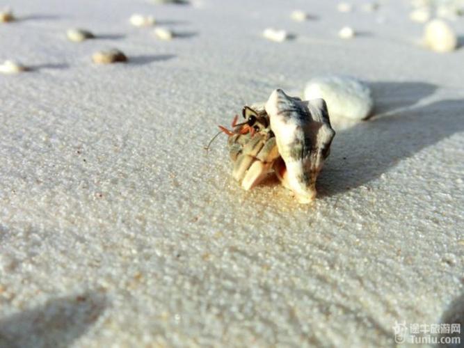 寄居蟹爬出壳的全过程有木有觉得仿佛看到了它的人生之路.