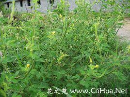 白花菜属