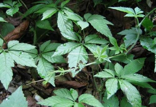 母猪花肠的功效与作用大叶乌蔹莓野葡萄绿叶扁担藤