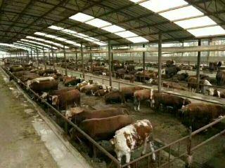 [供]佳兴养牛基地