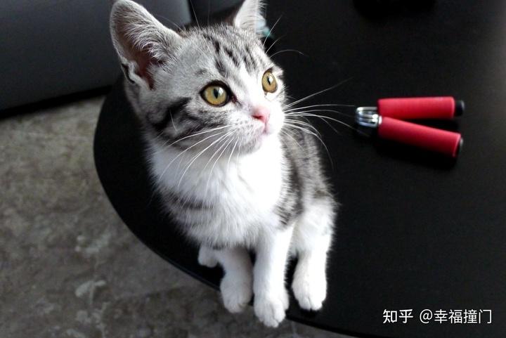 老挝的猫咪