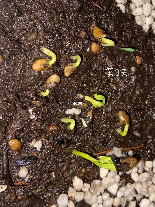 【种菜解压】大叶空心菜成长日记_空心菜_种菜_日记_解压_阳台_阳台