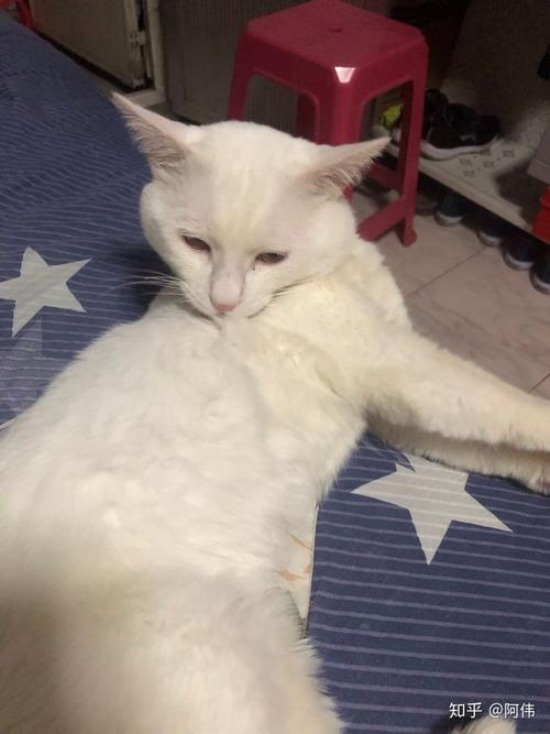 猫真的会被打服吗?