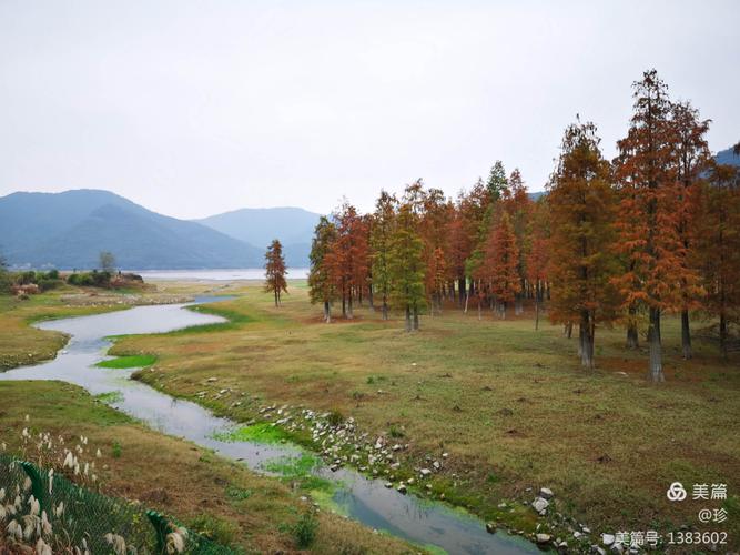 三溪浦水杉林游记
