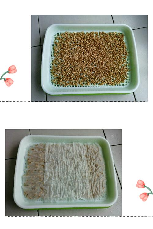 水培小麦成长记 三(6)班邢晨希