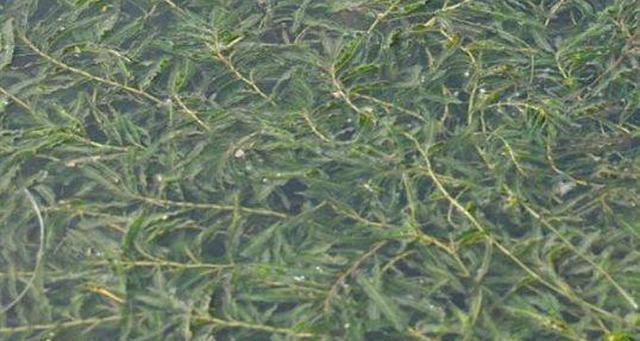 虾塘里面的水草过多,有什么办法不让四周长草
