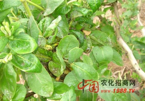 金银花蚜虫